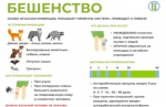 Роспотребнадзор информирует о рекомендациях по профилактике бешенства